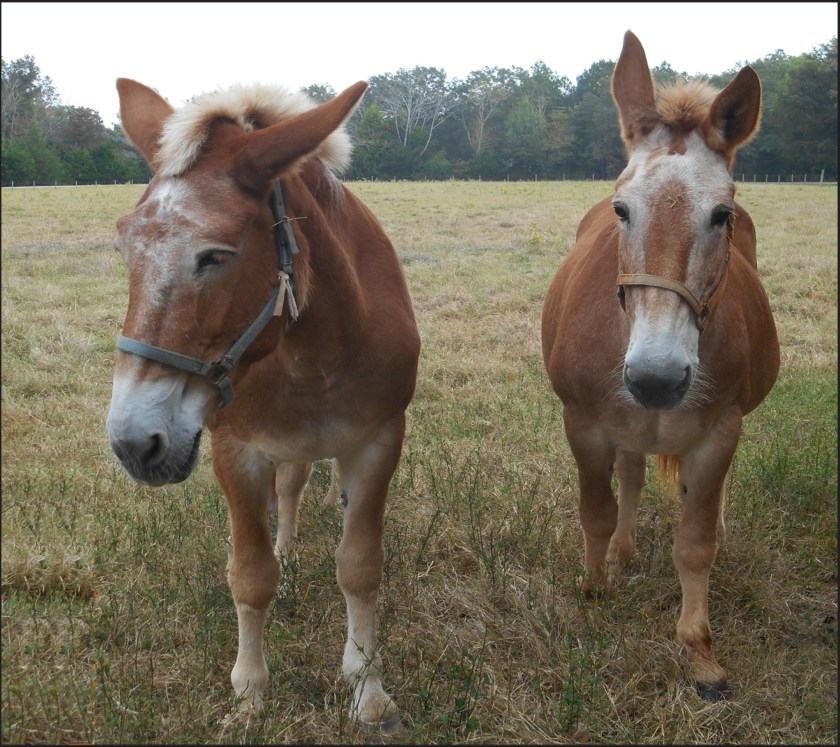 Two mules